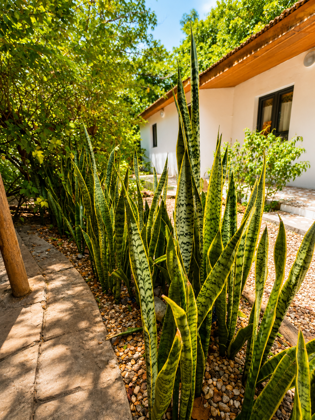 Villas independientes de Chez Dominique en Missirah, Senegal, rodeadas de jardín, plantas tropicales y naturaleza